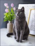 Russian Blue Kitty