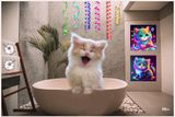 Kittens Happy Place