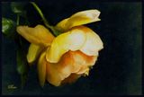 Evening Bloom