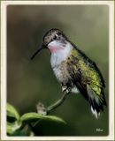 Magestic Hummingbird