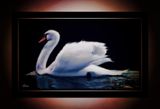 The Swan
