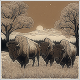 Bison
