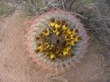 Desert 03 006.jpg