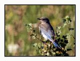 2022-07-27 1337 Female Western Bluebird