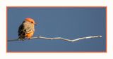 2022-10-27 1630 Vermillion Flycatcher