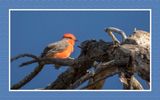 2022-10-27 1652 Vermillion Flycatcher