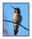 2022 10 31 1728 Annas Hummingbird