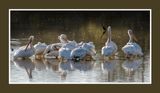 2022 10 31 1729 American White Pelicans.jpg