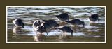 2022 10 31 1743 Long-billed Dowitchers