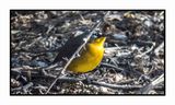 2022-11-14 1984 Fan-tailed Warbler