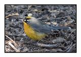2022-11-14 1996 Fan-tailed Warbler