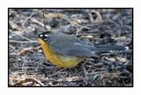 2022-11-14 1997 Fan-tailed Warbler