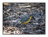2022-11-14 1999 Fan-tailed Warbler