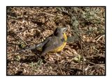 2022-11-14 2003 Fan-tailed Warbler