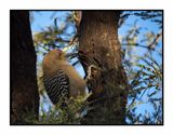 2022-11-23 2091 Gila Woodpecker
