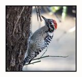 2022-11-23 2135 Ladder-backed Woodpecker