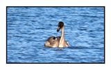 2022-11-23 2158 Juvenile Trumpeter Swan mining the mud bottom