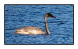 2022-11-23 2162 Juvenile Trumpeter Swan mining the mud bottom