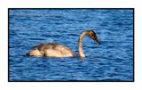 2022-11-23 2171 Juvenile Trumpeter Swan mining the mud bottom