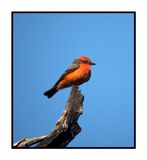 2022-11-23 2192 Vermillion Flycatcher