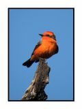 2022-11-23 2193 Vermillion Flycatcher