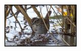 2022-11-23 2214 Swamp Sparrow