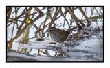 2022-11-23 2220 Swamp Sparrow
