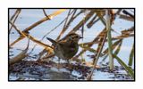 2022-11-23 2234 Swamp Sparrow