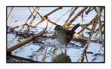 2022-11-23 2243 Swamp Sparrow