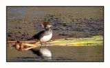2022-11-25 2275 Hooded Merganser