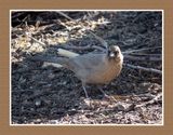 2022-11-25 2282 Aberts Towhee