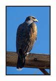 2022-11-25 2328 Harris Hawk