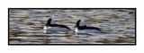 2022-11-30 2420 Buffleheads
