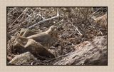 2022-12-20 2811 Canyon Towhee