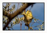 2022-12-23 3145 Northern Parula