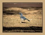 2022-12-22 2947 Woodhouses Scrub-Jay