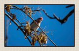 2022-12-22 3046 Cassins Finch