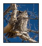 2022-12-22 3111 Great Horned Owl