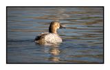 2023-01-24 3753 Canvasback