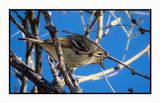 2023-01-30 3819 Huttons Vireo