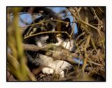 2023-02-08 4153 Feral Cat Mid-Tree