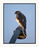 2023-02-08 4129 Sharp-shinned Hawk