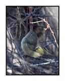 2023-02-16 4623 Ruby-crowned Kinglet