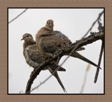 2003-03-0708 4988 Mourning Doves