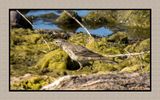 2023-03-13 5315 American Pipit