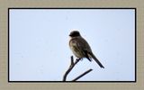 2023-03-16 5424 Eastern Phoebe