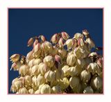 2023-03-23 5521 Flowering Yucca