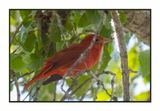 2023-03-27 5554 Summer Tanager