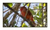 2023-03-27 5563 Summer Tanager
