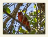 2023-03-27 5570 Summer Tanager